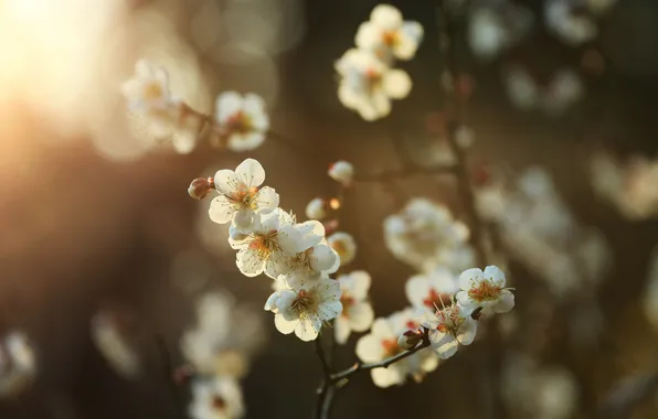 The sun, tree, spring