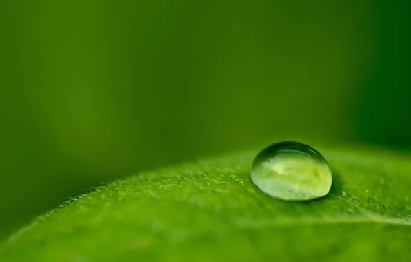 Picture leaves, drops, macro, photo, background