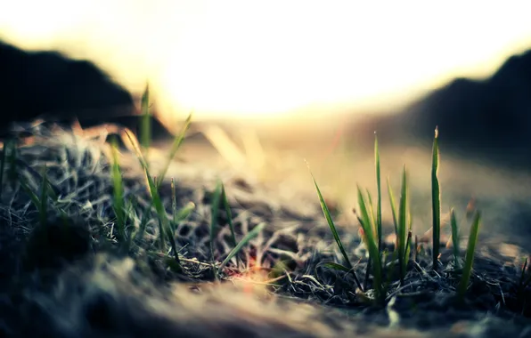 Picture greens, grass, macro, light