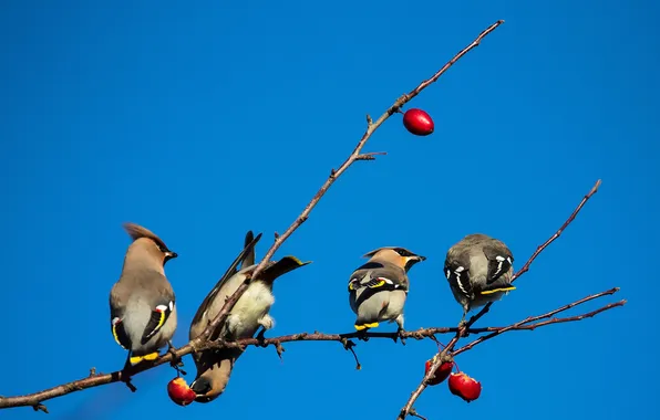 The sky, birds, branch, fruit, the Waxwing
