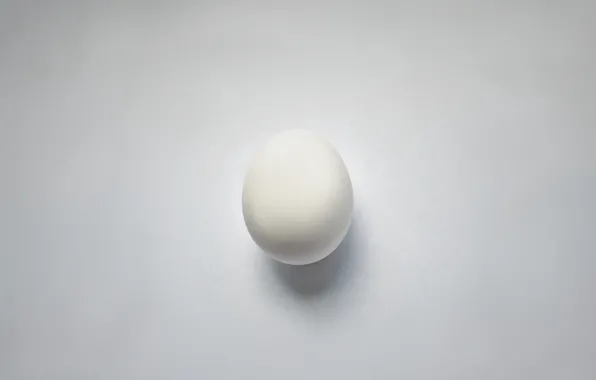 Macro, background, Egg