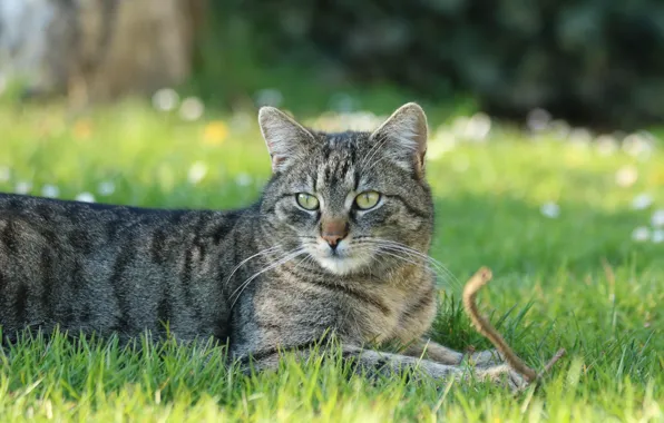 Cat, summer, grass, cat, look, nature, pose, grey