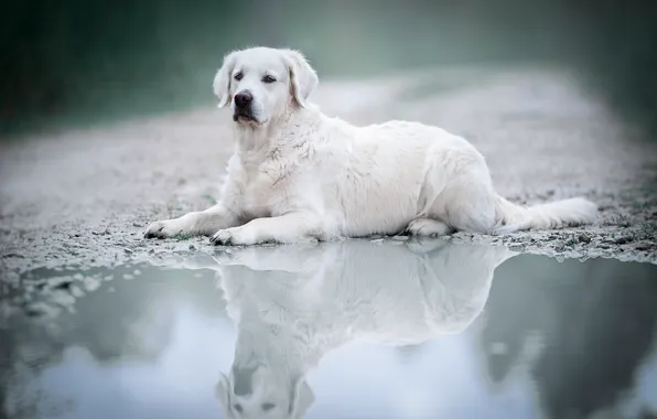 White, puddle, Labrador