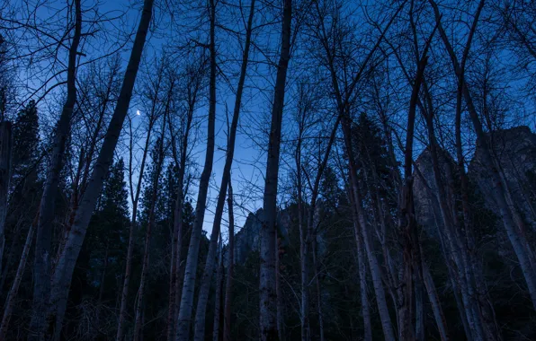 Picture the sky, trees, mountains, night, rocks, the moon, a month