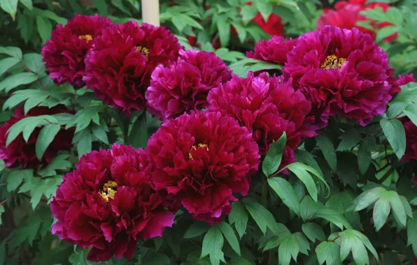 Picture peonies, Bordeaux, Terry