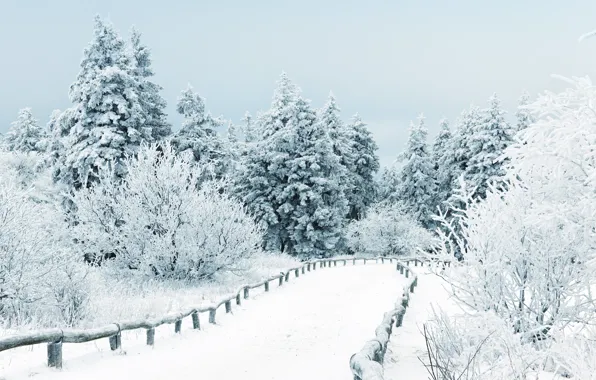 Picture winter, snow, trees, landscape, nature