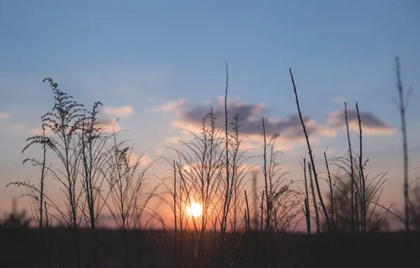 Sunset, The sun, The sky, Nature, Grass, Plant, Plants, Nature