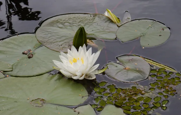 Nature, pond, surface, widescreen, Wallpaper, wallpaper, widescreen, background