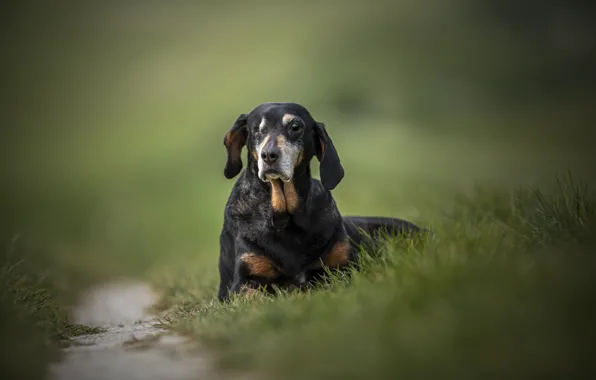 Grass, look, background, dog