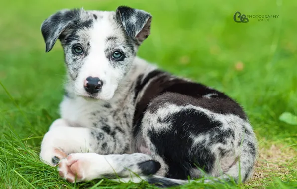 Look, each, dog