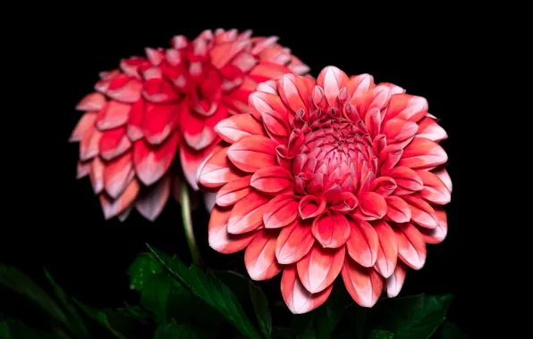 Flowers, red, black background, dahlias