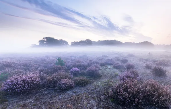 Field, forest, the sky, clouds, flowers, fog, dawn, dal