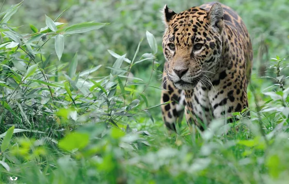 Face, thickets, predator, Jaguar, walk, wild cat