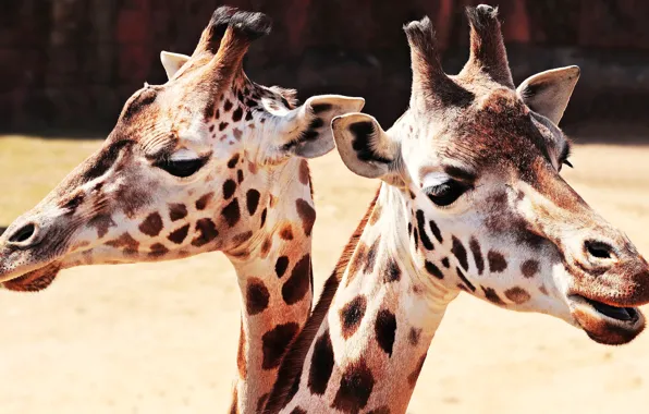 Picture look, light, background, portrait, giraffe, contrast, pair, giraffes