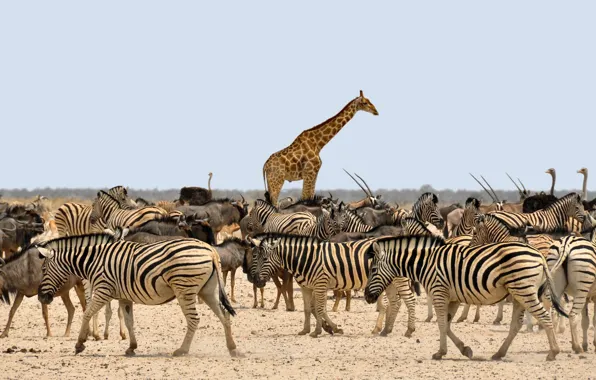 Animals, giraffe, Zebra