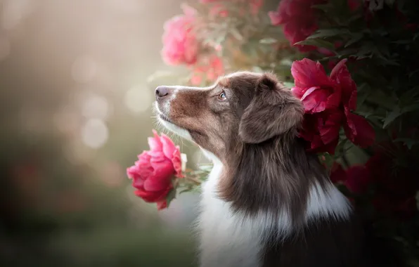 Picture flowers, nature, animal, Bush, dog, profile, dog, bokeh