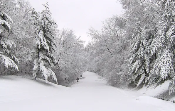 Road, snow, trees, Winter