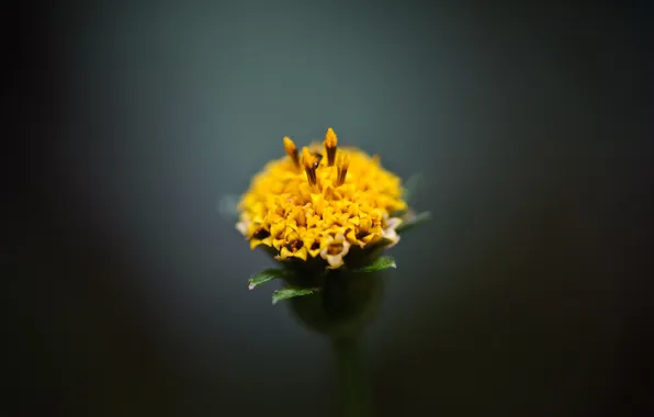 Picture flower, macro, Bud, yellow