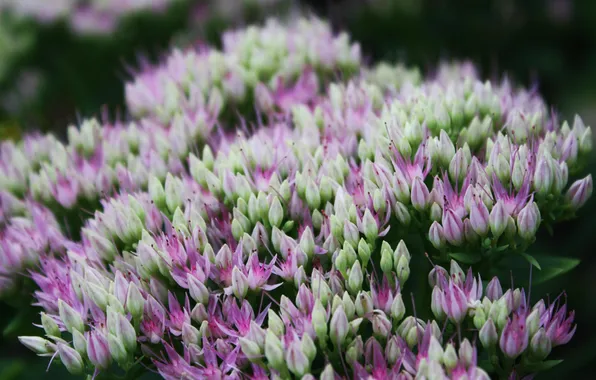 Picture flower, Bush, lilac-white