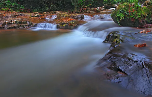 Picture forest, trees, river, stream, thresholds