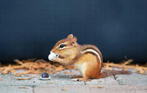 Mug, Chipmunk, blue background