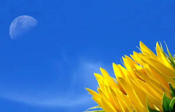 Flower, the sky, yellow