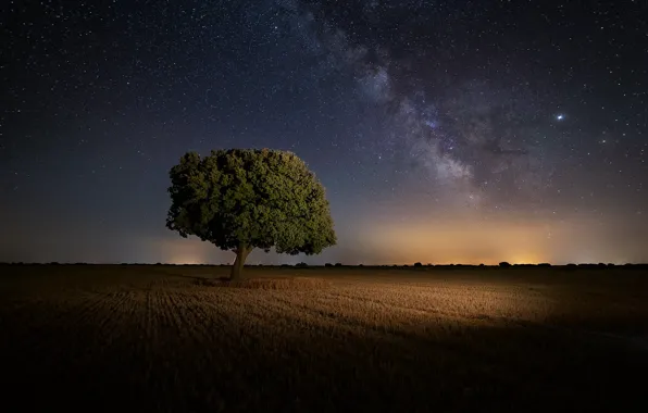 Field, night, tree, Spain, starry sky