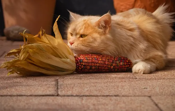 Cat, cat, corn, red