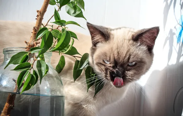 Cat, cats, kitty, cats, cat, kitty, Siamese, Siamese cats