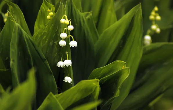 Lilies of the valley, White flowers, Lilies of the valley, May-lily