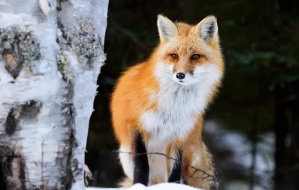 Winter, forest, look, nature, pose, the dark background, tree, Fox