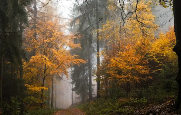 Autumn, forest, trees, fog, thickets, path, the bushes