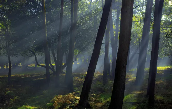 Picture forest, rays, light, trees, branches, fog, Park, foliage