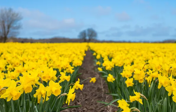 Nature, spring, daffodils, plantation