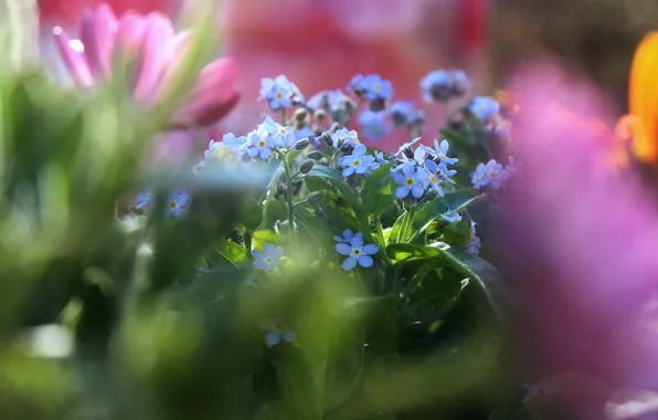 Flowers, a bunch, bokeh, forget-me-nots