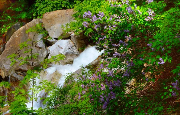 Picture Nature, Stream, Spring, Waterfall, Rocks, Lilac, Nature, Spring