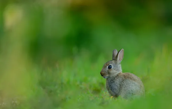 Grass, look, nature, grey, glade, hare, small, rabbit