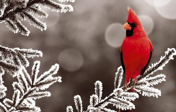 Picture winter, snow, red, bird, tree, spruce, bird, winter