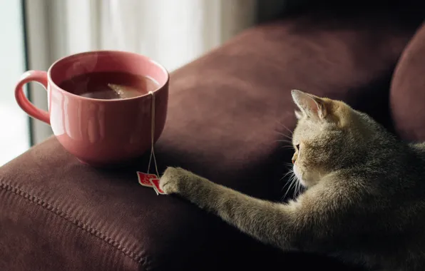 Cat, tea, wool, plays, bags