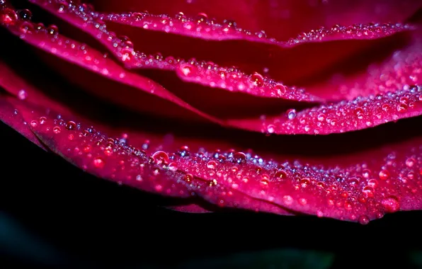 Drops, macro, flowers, roses, petals, pink
