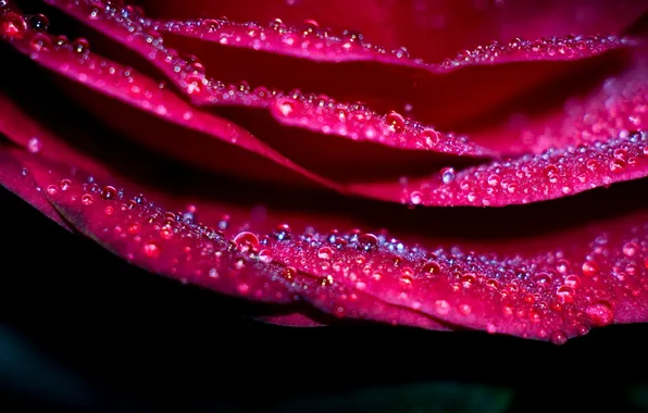 Picture flower, drops, macro, pink, rose, petals