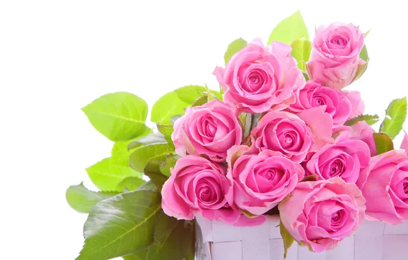 Roses, pink, buds