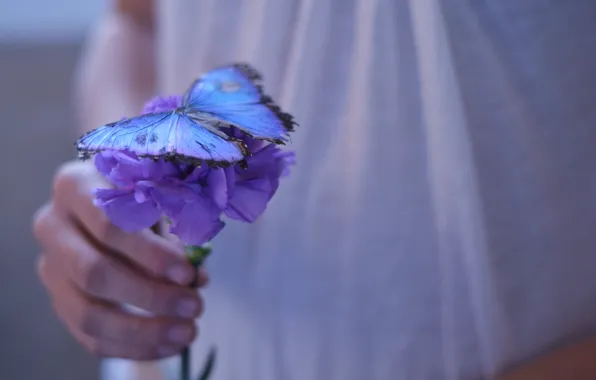 Purple, girl, flowers, background, Wallpaper, butterfly, hand, beautiful