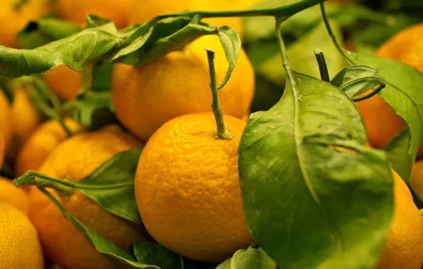 Picture fruit, tangerines, treat