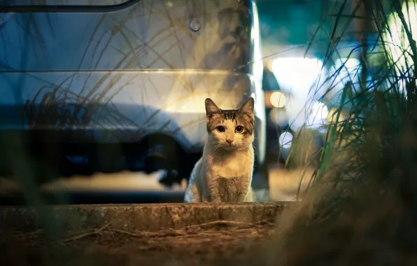 Picture machine, cat, the city, lights, glare, the evening