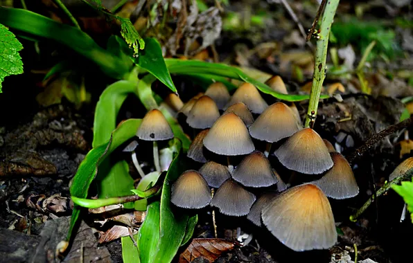 Autumn, nature, Wallpaper, mushrooms, umbrellas, mushrooms, toadstool