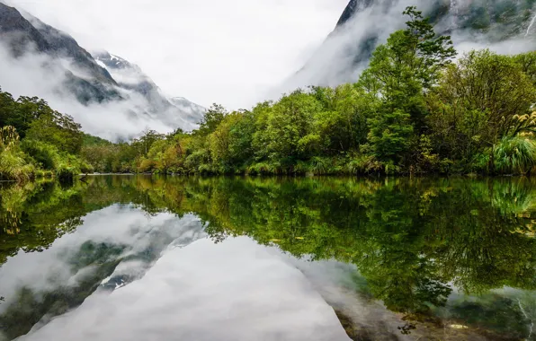 Picture greens, forest, trees, mountains, fog, reflection, shore, slope