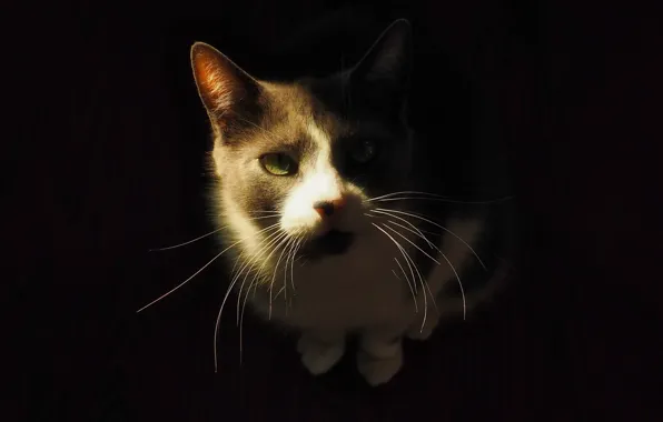 Cat, cat, mustache, look, light, pose, portrait, black background