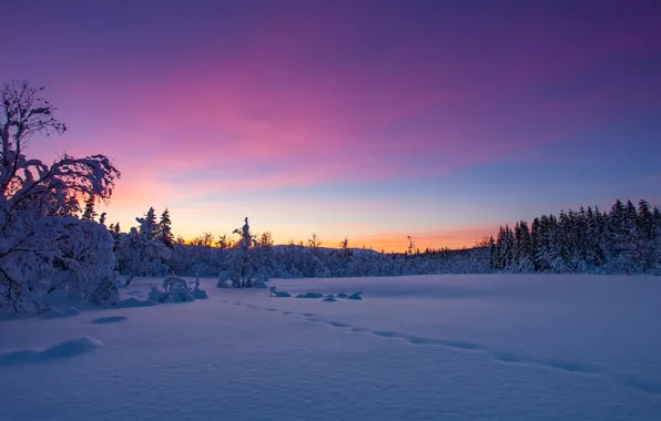 Winter, snow, trees, sunset, Norway, Norway, Troms, Kvæfjordeidet