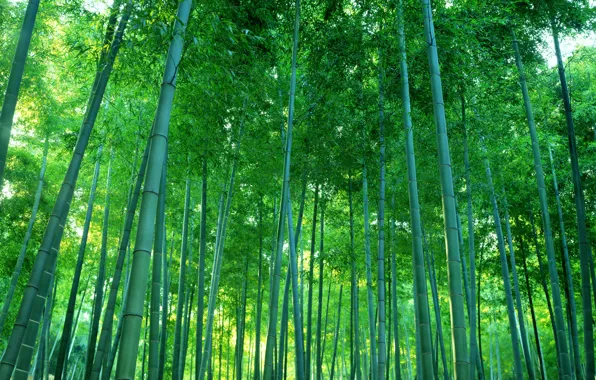Picture forest, thickets, bamboo, grove
